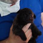 4 weeks old kid.jpg